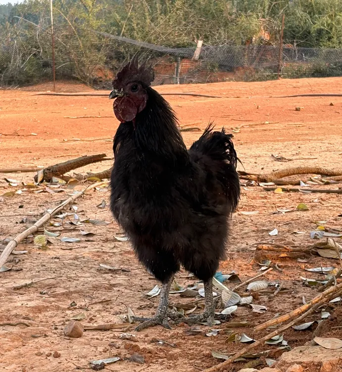 纯粮喂养五黑丝羽3年老公鸡顺丰冰鲜发货