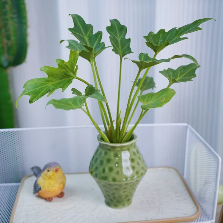 小天使陶瓷龙鳞春羽款水培绿植盆栽室内水培好养吸甲醛花卉鸟巢