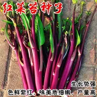十月红菜苔种子田园种植四季适用播种简单易种