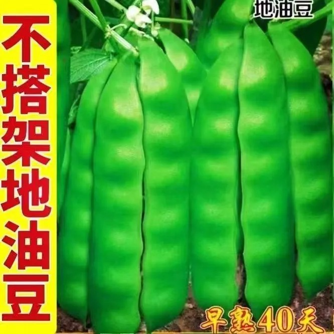 不搭架地油豆种子四季种植地油豆种籽盆栽地栽阳台小院播种