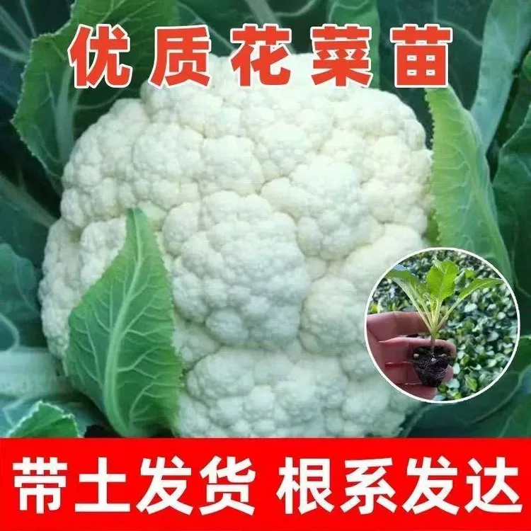 山东寿光菜花苗有机松花菜散花菜苗青梗早熟秋冬季西兰花苗甘蓝苗