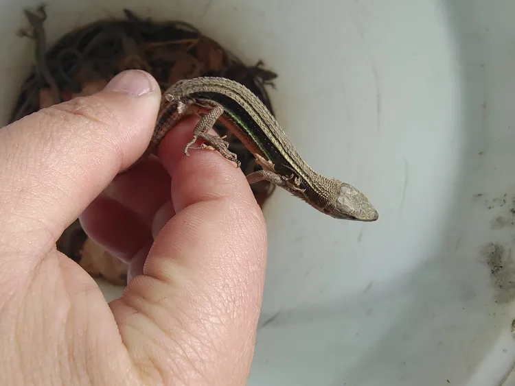 南方草龙机器鸟食