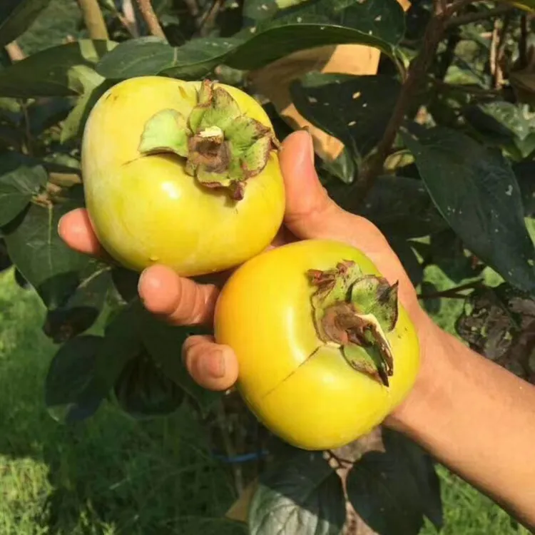 太秋甜柿苗基地现挖太秋甜柿树苗瓜果果肉脆甜庭院可种植果树果苗