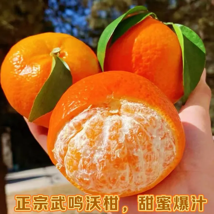 新鲜上市武鸣沃柑皮薄肉厚甜蜜爆汁应季水果应季水果现摘产地直发