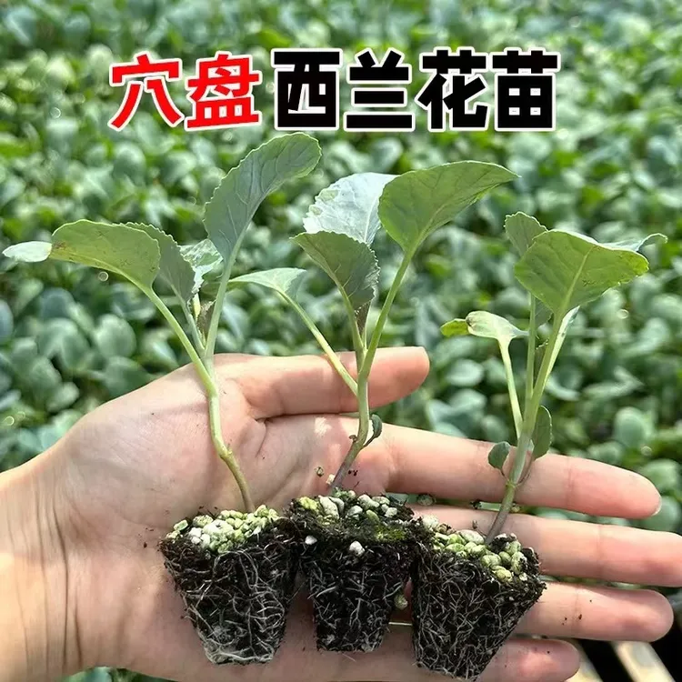  西兰花秧苗西兰花苗子花苗曼陀绿青花菜四季苗子花苗优秀西兰花