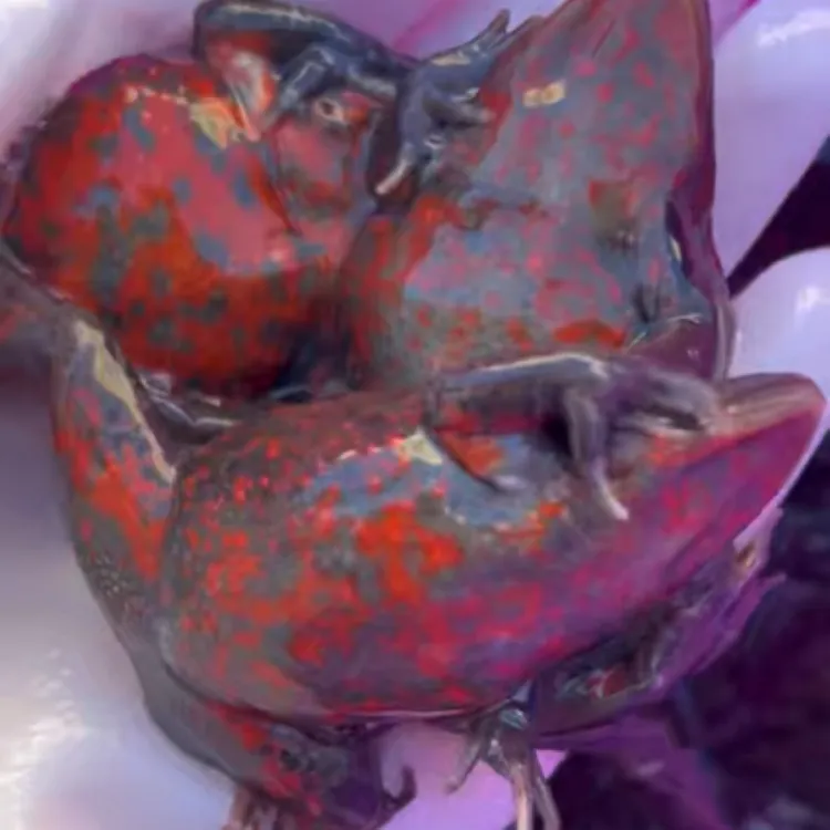 东北特产（一斤大约18-25个之间）顺丰陆运