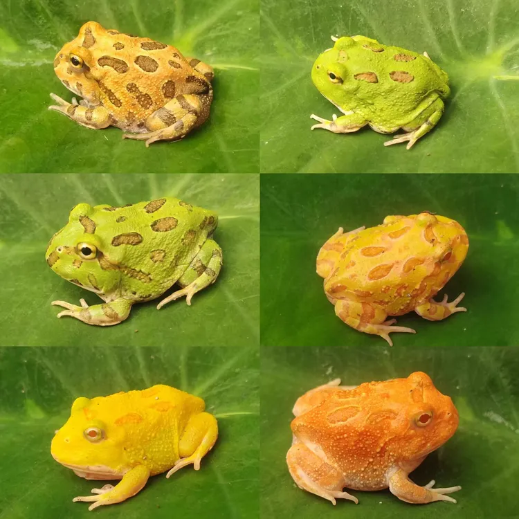 角蛙宠物蛙黄金绿角草莓南瓜宇治皮卡丘双色爬宠宠物角蛙