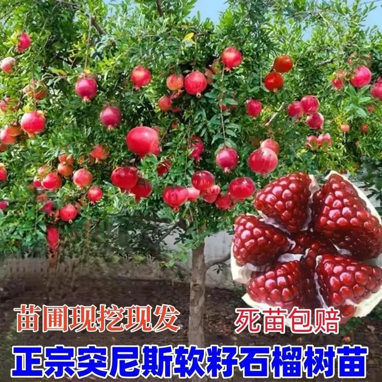 突尼斯软籽石榴树苗盆栽南北方种庭院果树苗蒙阳红石榴苗当年结果