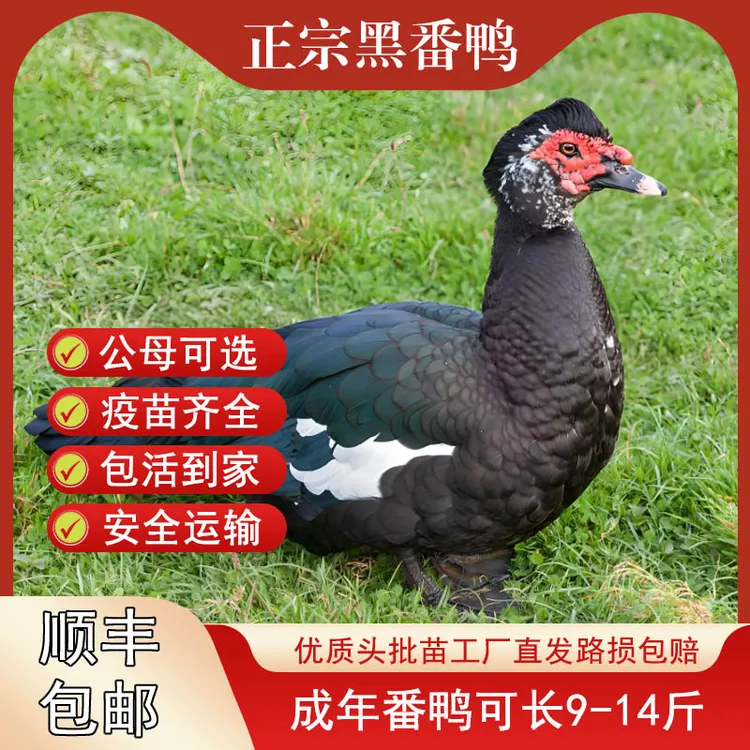 宠物鸭正宗特大种番鸭活苗一斤红脸鸭西洋鸭半斤老黑番鸭公大番鸭
