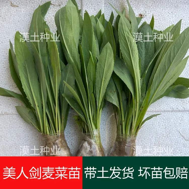 美人剑唛菜秧苗农家种植甜麦菜苦唛菜种苗甜脆苦麦菜苗四季种植