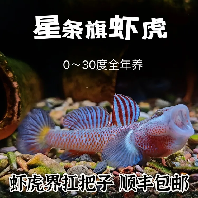 星条旗 红边 金边 白边 蓝旗神农 六安宽 底线鱲各类原生鱼集邮