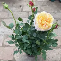 梦幻美人玫瑰带花植物
