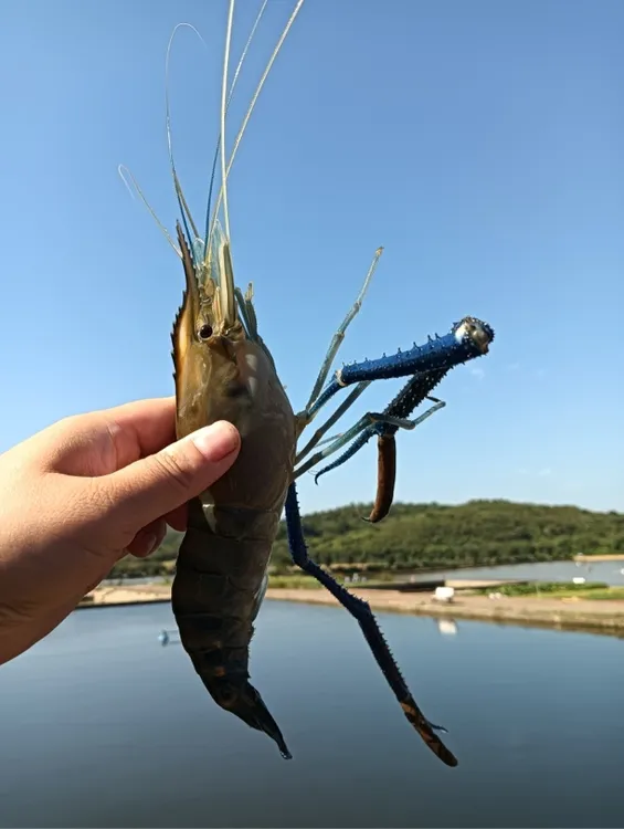 新鲜特大淡水虾鲜活发货顺丰送货上门非罗氏虾