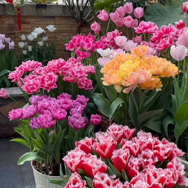 郁金香种球水培花卉植物室内花四季开花种子盆栽花苗土培水养好活