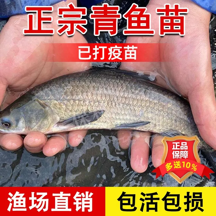 正宗螺蛳青鱼苗黑皖鱼特大乌青鱼苗活体淡水养殖可食用四大家鱼苗