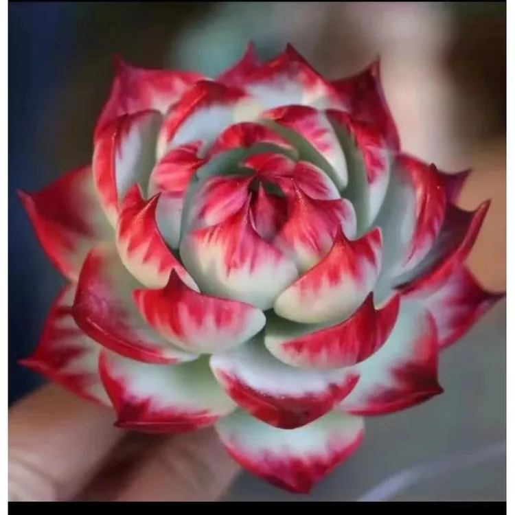 惊鸿仙子多肉植物多头仙子韩货仙子全店满38包邮