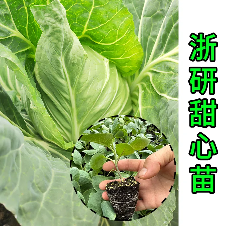 浙江农科院新品种 浙研甜心水果甘蓝苗包菜苗