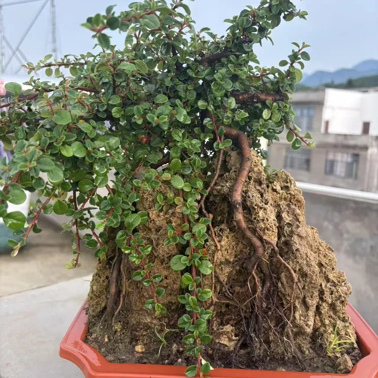 百花米叶珍珠荀子号四季常青净化空气养护简单易生长一物拍一物