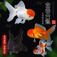  观赏鱼 淡水鱼 冷水鱼 国粹金鱼 09-11cm 3条（2条保活+1条备损）