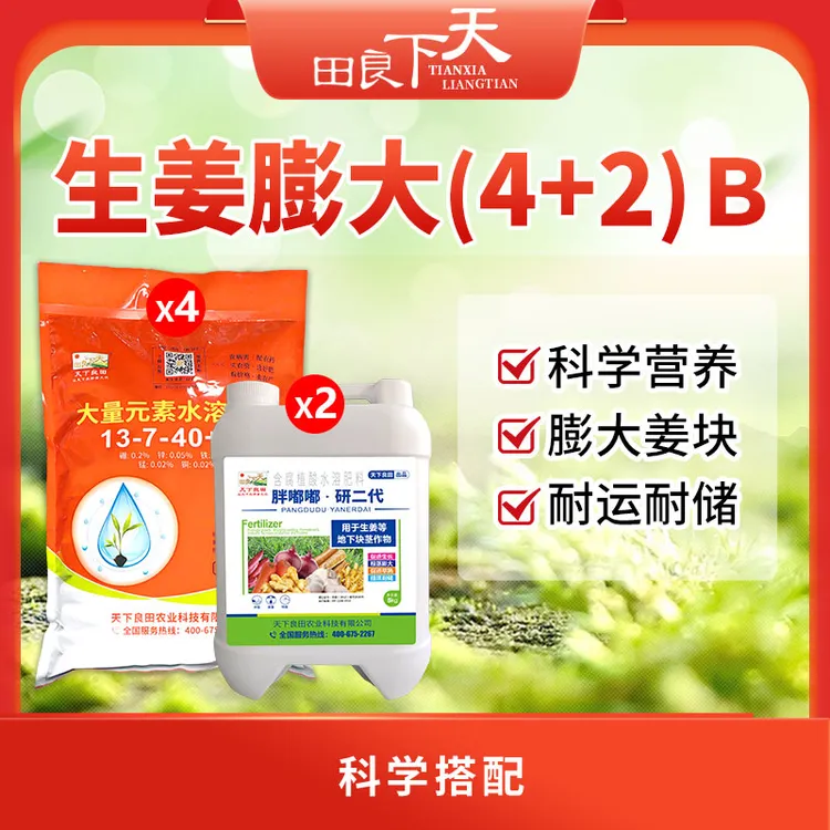 生姜膨大4+2  B   膨大姜块   天下良田·胖嘟嘟研二代  高钾