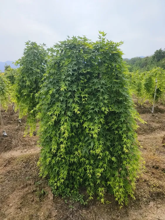 庭院青瀑布流泉枫树苗基地直发可用于盆景盆栽一物一拍