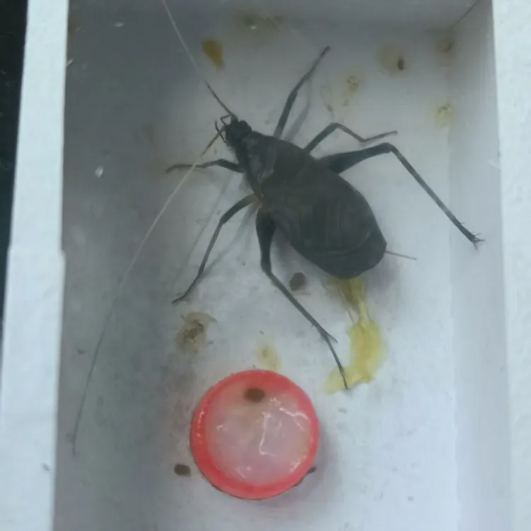 马蛉模型模具新到