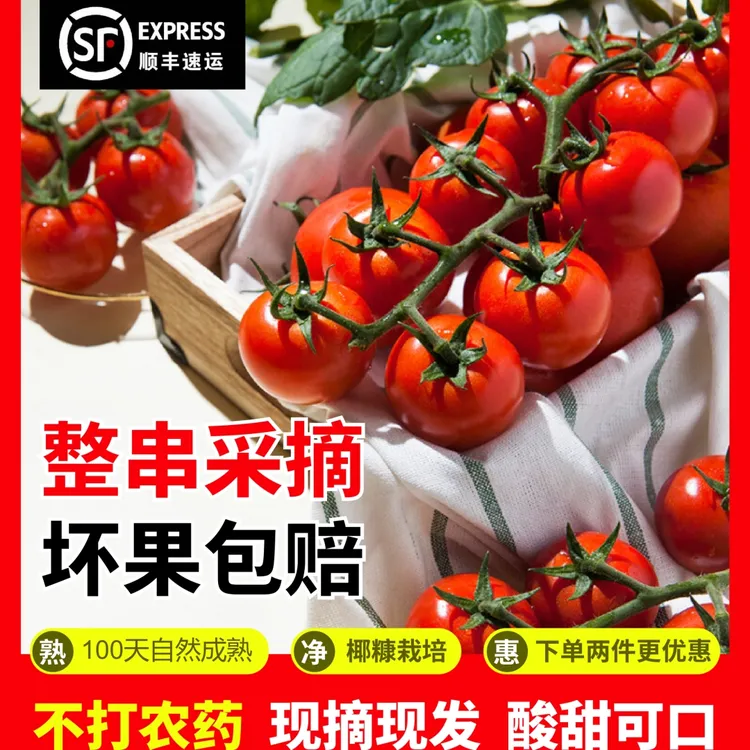 【顺丰包邮】2斤串番茄樱桃番茄酸甜爆浆小西红柿水果零食非圣女果