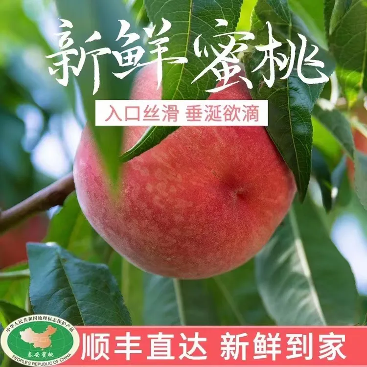 《甘肃省外拍》甘肃秦安水蜜桃新鲜采摘应季水果香甜多汁脆软两吃