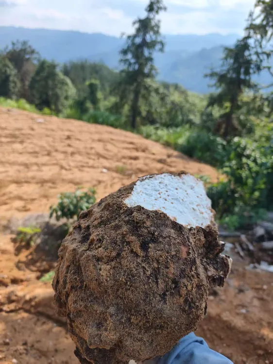 岳西大别山深山老树鲜货茯苓整个带皮整发