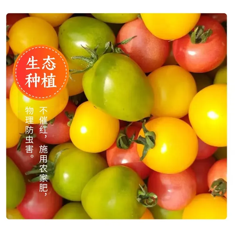现摘多色混装小番茄酸甜多汁新鲜水果产地直发