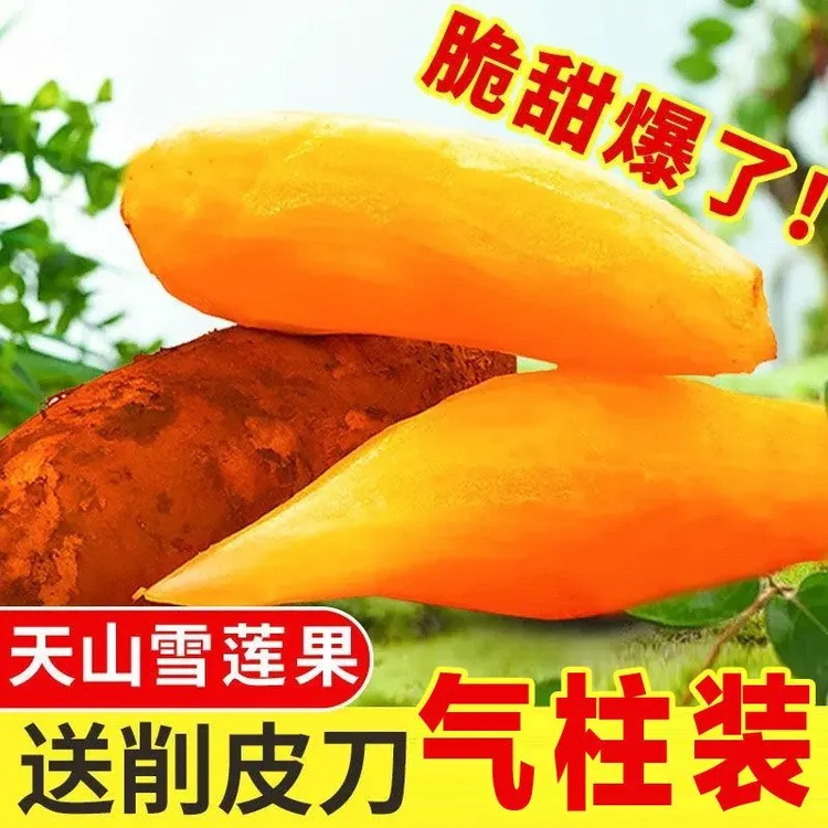 【便宜果子好】现挖云南正宗天山雪莲果新鲜应季水果清甜清爽脆甜