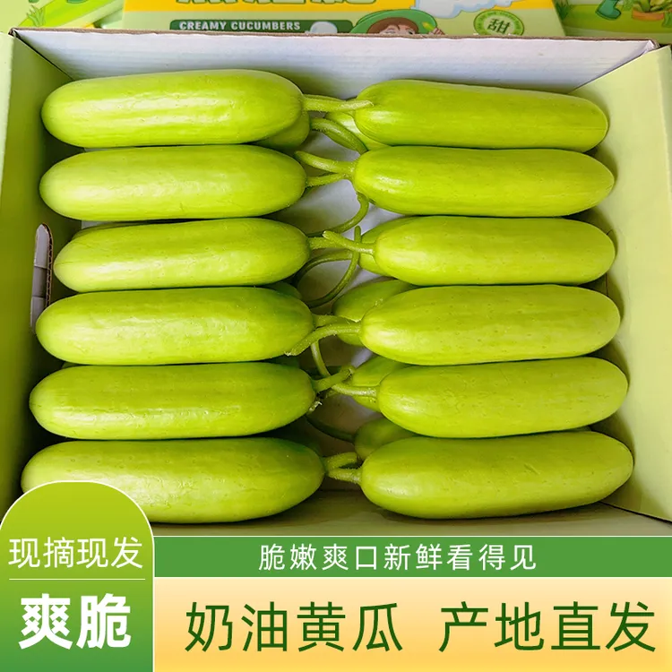 正宗山东奶油黄瓜现摘现发新鲜爽口清脆