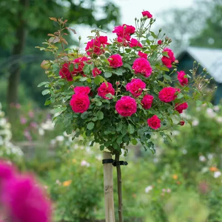 锦赏树状欧月苗木庭院花园耐热耐寒四季好养易活