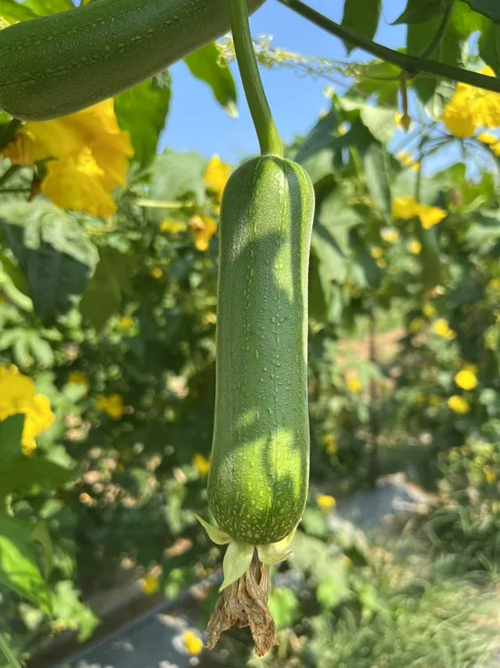 现摘丝瓜短棒新鲜蔬菜当季蔬菜3斤/5斤装丝瓜
