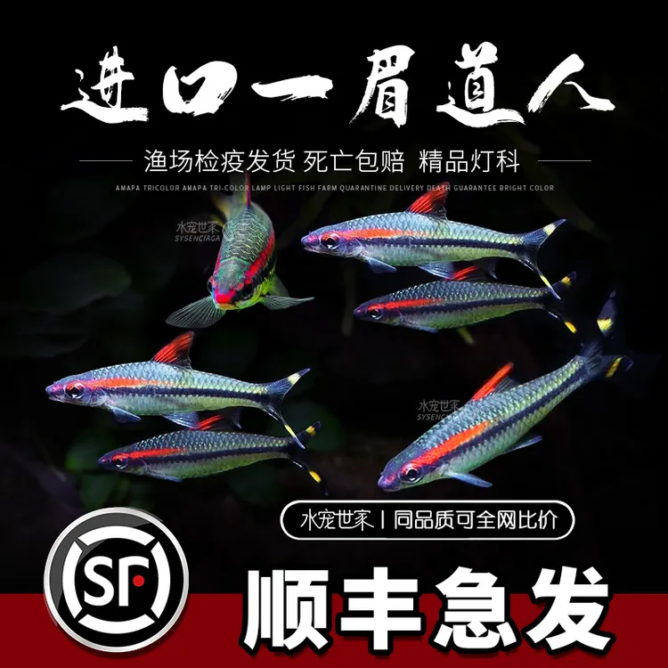 【直播福利】8-10cm纯进口一眉道人鱼草缸鱼活体群游之王热带观赏鱼