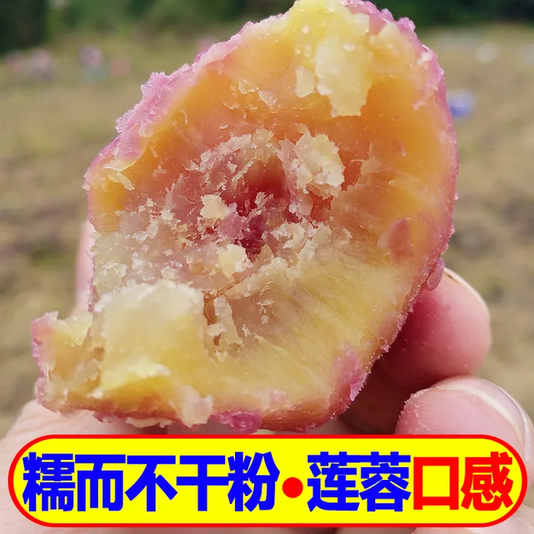 【专属】顺丰正宗南沙一点红番薯香甜粉糯莲蓉口感广州沙地红蜜薯