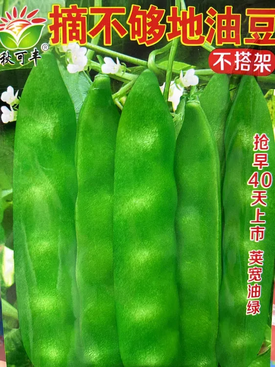 摘不够地油豆角籽
