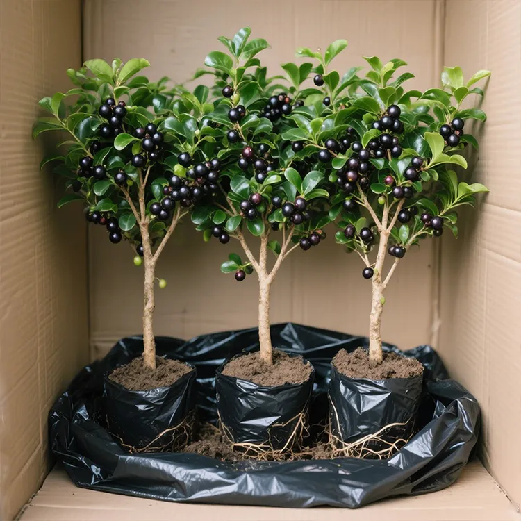 嘉宝果果树苗树葡萄庭院种植南北方多季结果沙巴艾斯卡特大果树苗