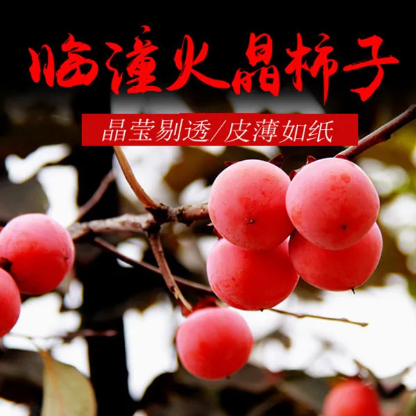 【真西安火晶柿子】小蜜柿甜柿子软柿子 野生小柿子包邮【坏果包赔】