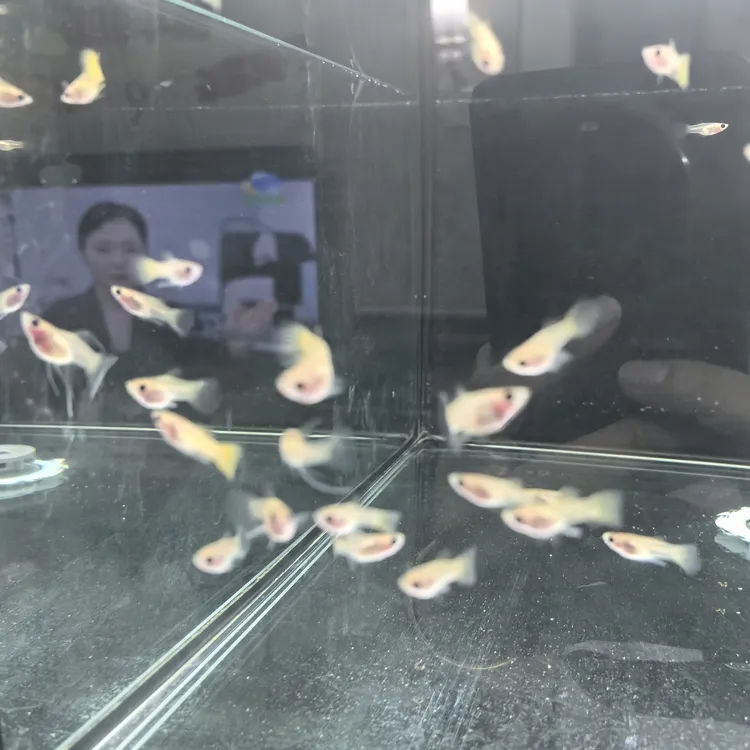 黄蕾丝玻璃猫孔雀鱼两个月鱼龄热带观赏鱼活体