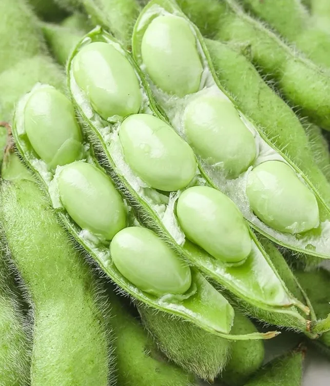 新鲜饱满带壳毛豆现摘农家蔬菜当季嫩豆粒