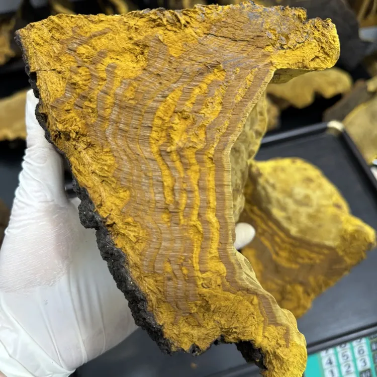 西藏墨脱桑树桑黄灵芝
