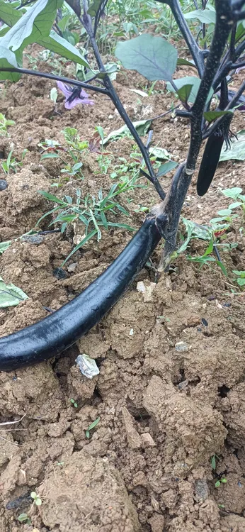 贵州高山农家自种新鲜细长紫皮线茄子紫色紫茄子产地直发