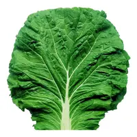 东北新鲜白菜叶饭包叶现摘现发顺丰空运包邮