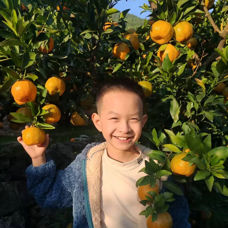 巴东雷家坪碰柑橘子【巴东彪哥推荐】现采现发，不上科技