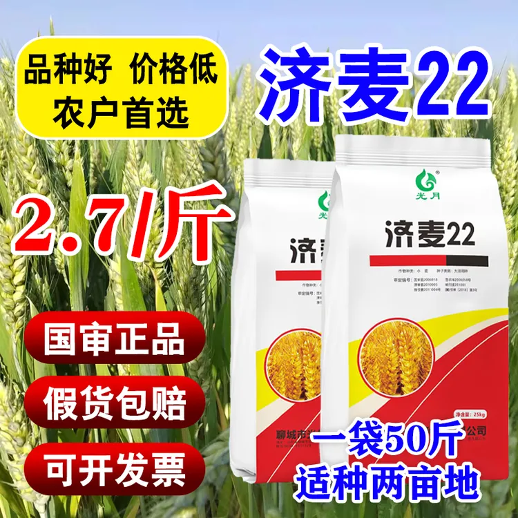 济麦22小麦种子国审品种抗冻抗倒耐阴雨不长芽农科院正品