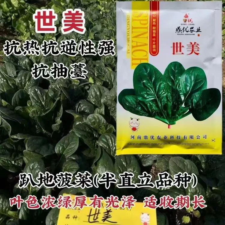 世美菠菜种子耐热寒浓绿圆叶趴地菠菜种籽四季阳台基地蔬菜种孑籽