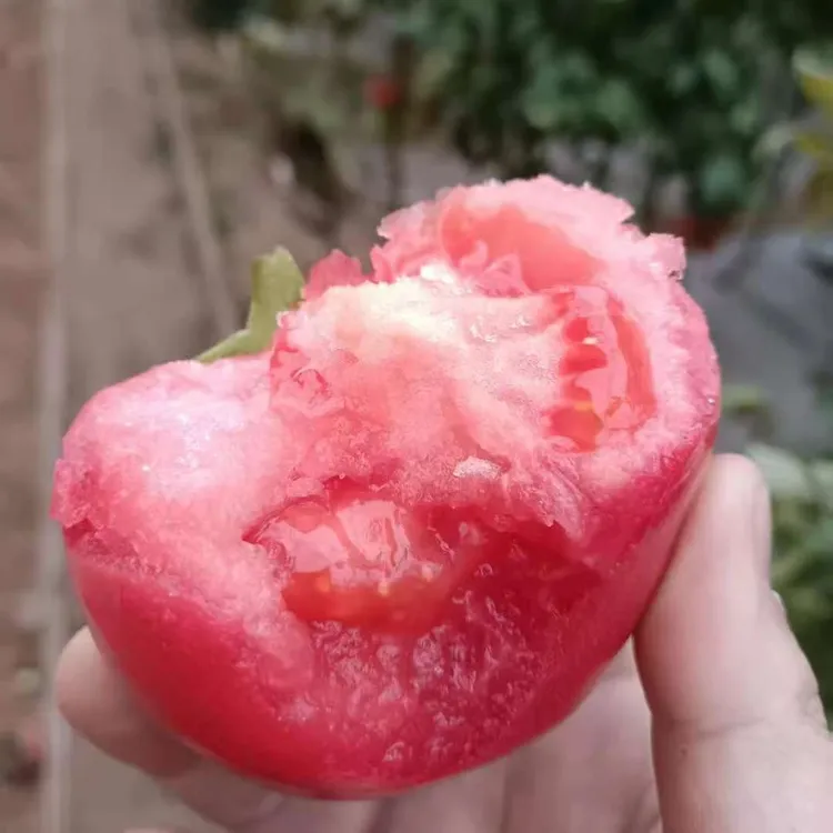 普罗旺斯草莓番茄西红柿正宗沙瓤自然熟生吃水果西红柿