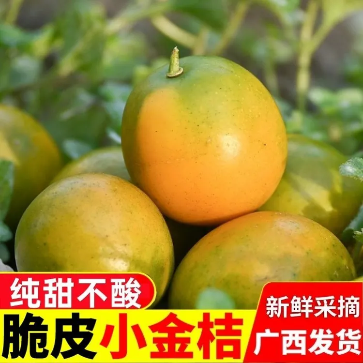 广西当季新鲜脆皮金桔滑皮金桔纯甜无酸孕妇水果现摘2025新鲜水果
