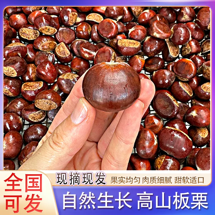 广西高山板栗油板栗自然成熟全国可发